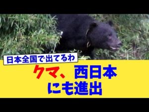 クマ、西日本にも進出【2chまとめ】【2chスレ】【5chスレ】