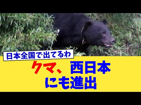 クマ、西日本にも進出【2chまとめ】【2chスレ】【5chスレ】