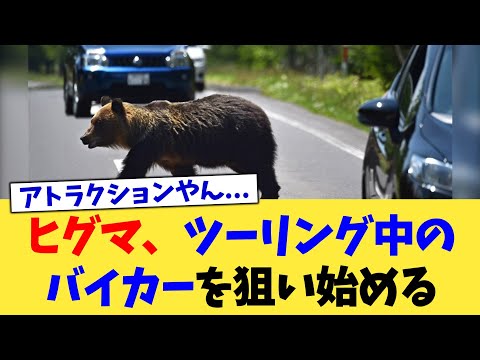ヒグマ、ツーリング中のバイカーを狙い始める【2chまとめ】【2chスレ】【5chスレ】