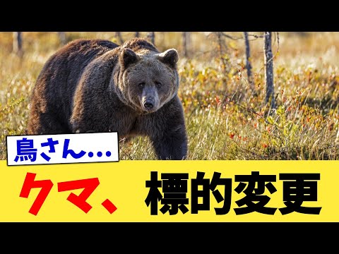 クマ、標的変更【2chまとめ】【2chスレ】【5chスレ】