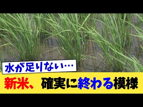 新米、確実に終わる模様【2chまとめ】【2chスレ】【5chスレ】