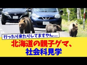 北海道の親子グマ、社会科見学【2chまとめ】【2chスレ】【5chスレ】