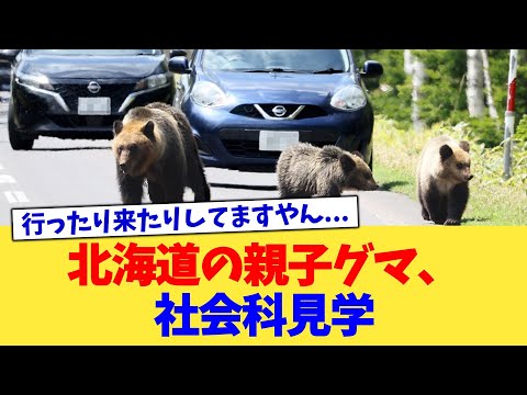 北海道の親子グマ、社会科見学【2chまとめ】【2chスレ】【5chスレ】
