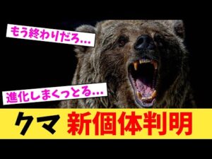 クマ 新個体判明 【2chまとめ】【2chスレ】【5chスレ】