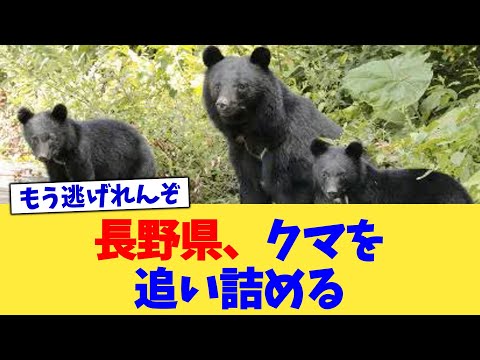 長野県、クマを追い詰める【2chまとめ】【2chスレ】【5chスレ】