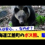 北海道江差町のボス熊、駆除【2chまとめ】【2chスレ】【5chスレ】