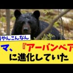 クマ、『アーバンベア』に進化していた【2chまとめ】【2chスレ】【5chスレ】