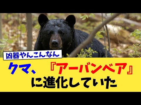 クマ、『アーバンベア』に進化していた【2chまとめ】【2chスレ】【5chスレ】